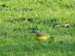 Motacilla flava flava