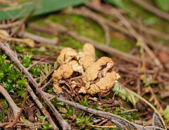 Cordyceps cranstounii