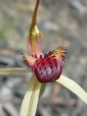 Caladenia australis