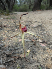 Caladenia australis