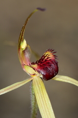 Caladenia australis