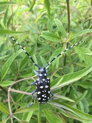 Anoplophora macularia