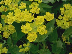 Thoroughwort Golden Fern (Bupleurum aureum)