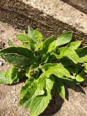 Pentaglottis sempervirens