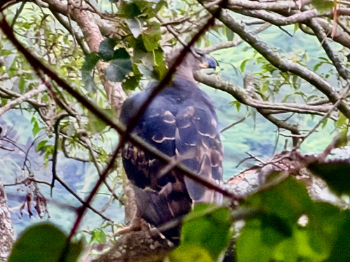 Crowned Eagle