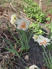 Narcissus poeticus