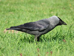 Corvus monedula