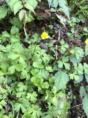 Ranunculus taisanensis
