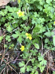 Ranunculus taisanensis