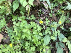 Ranunculus taisanensis