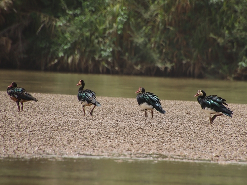iNaturalist image