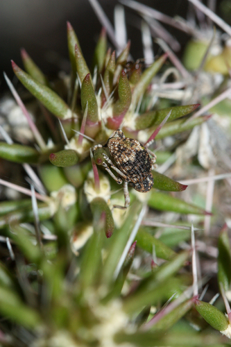 Cactus Weevils