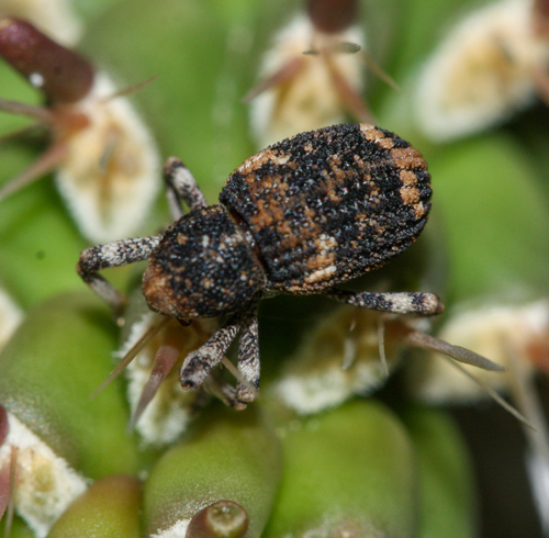Cactus Weevils