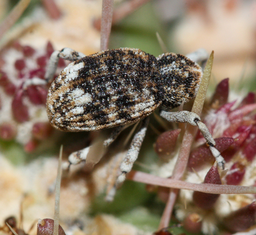 Cactus Weevils