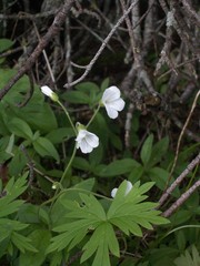 Cerastium pauciflorum