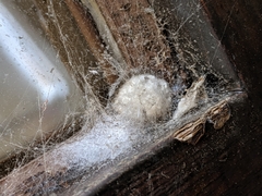Araneae