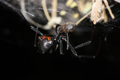 Western Black Widow