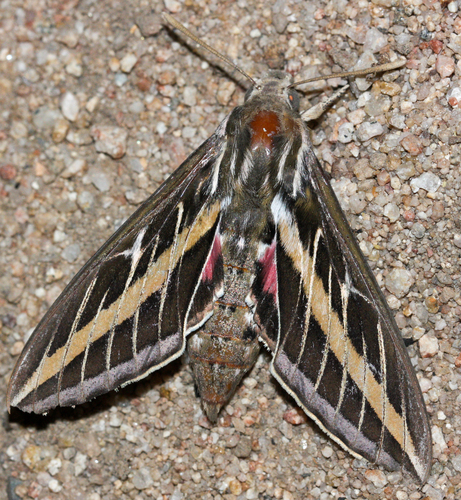 White-lined Sphinx