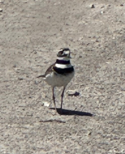 Killdeer