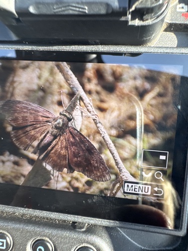 Common Anastrus