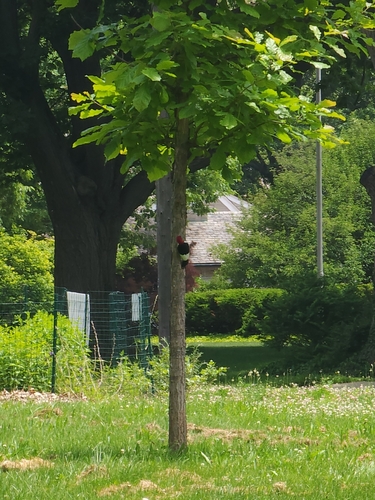 Red-headed Woodpecker