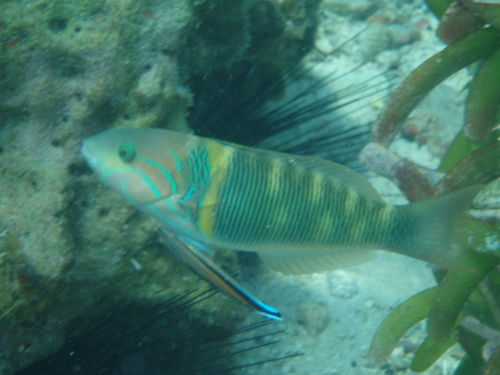 Goldbar Wrasse
