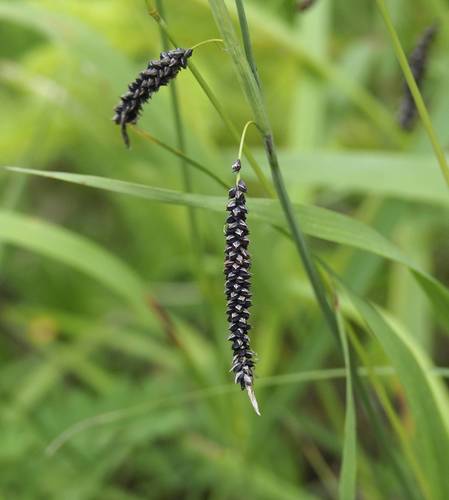 Blue sedge
