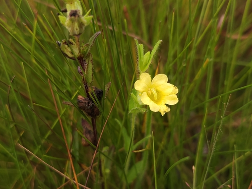 Yellow Paintflower