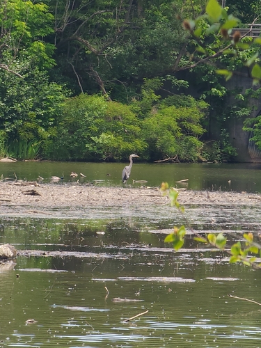 Great Blue Heron