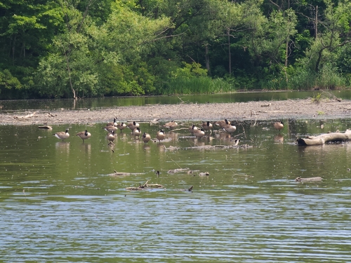 Canada Goose