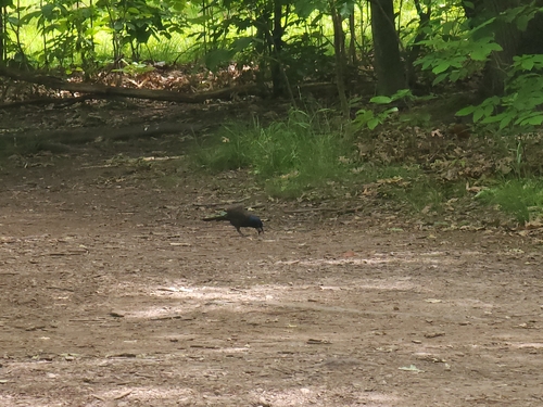 Common Grackle