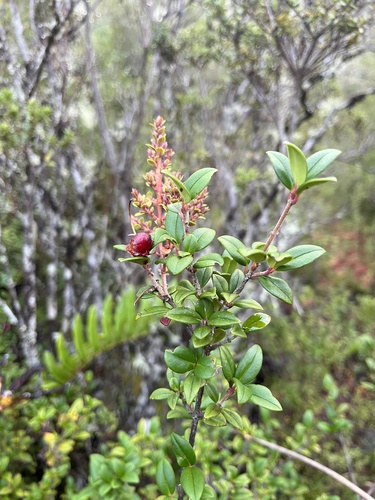 Ugni molinae, photograph 4