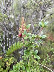 Ugni molinae, photograph (c) Pablo Silva, some rights reserved (CC BY)