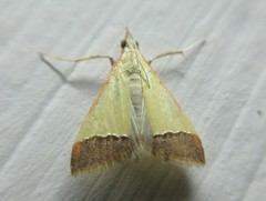 Pseudonoorda rubricostalis