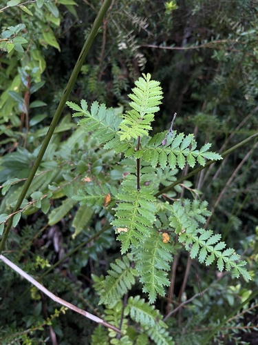 Weinmannia trichosperma, photograph 2