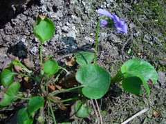 Viola × bavarica