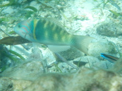 Thalassoma hebraicum