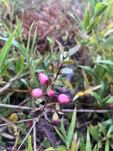 Myrteola nummularia