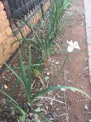 Dietes grandiflora