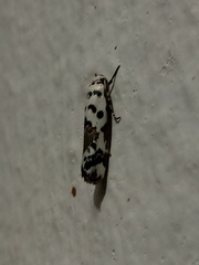 Ethmia abraxasella