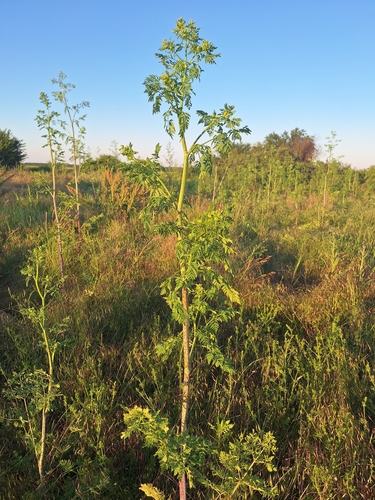 poison hemlock