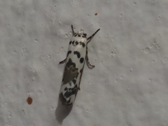 Ethmia abraxasella