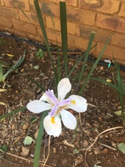 Dietes grandiflora