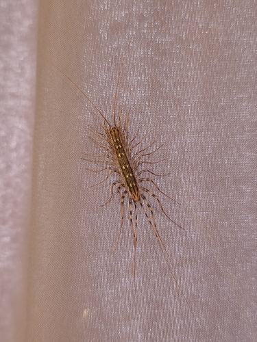 House Centipede