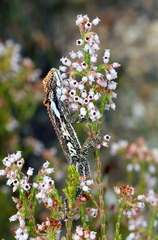 Bradypodion gutturale