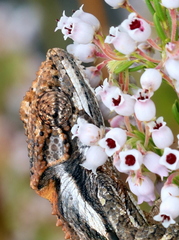 Bradypodion gutturale