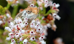 Bradypodion gutturale