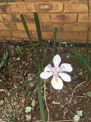 Dietes grandiflora