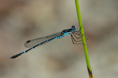 Austrolestes minjerriba