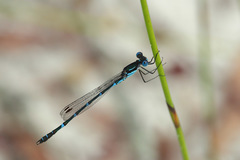Austrolestes minjerriba